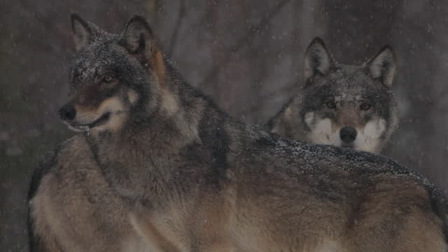 Wolf in slow motion in winter