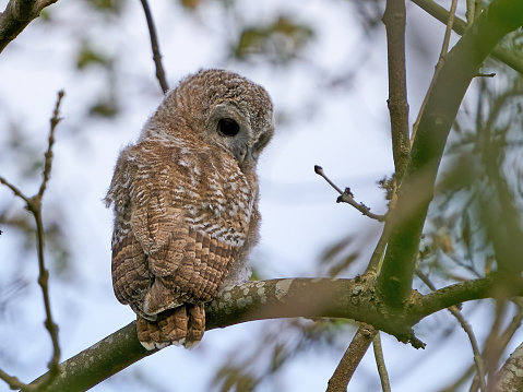 Juvenile Tawny owl in its natural habitat in Denmark