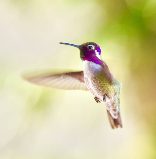 istock Beautiful Black chinned Hummingbird flying 1473428404
