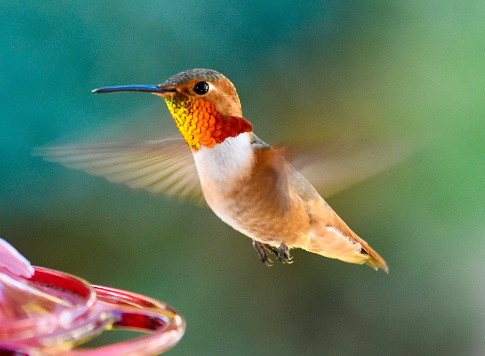 Precious small baby Allen’s Hummingbird with iridescent copper colored throat flying towards bird feeder