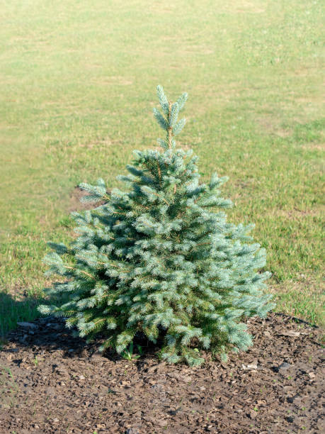 istock A young blue spruce grows in a city park 1473428417