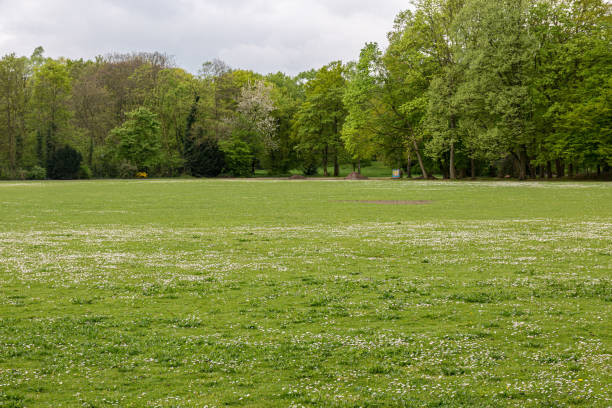 Grass field and trees in park
