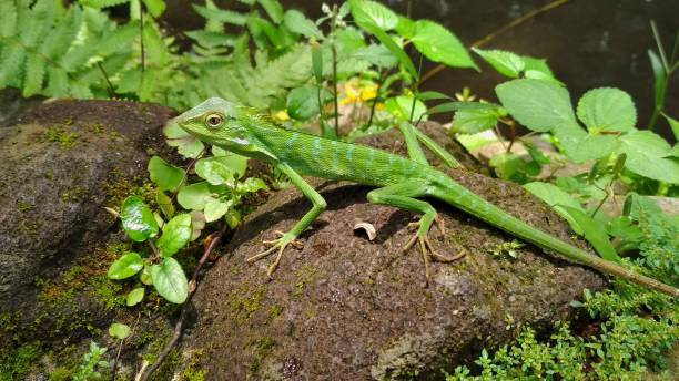 istock the green-crested chameleon or Bronchocela cristatella is sunbathing on a rock 1473428523