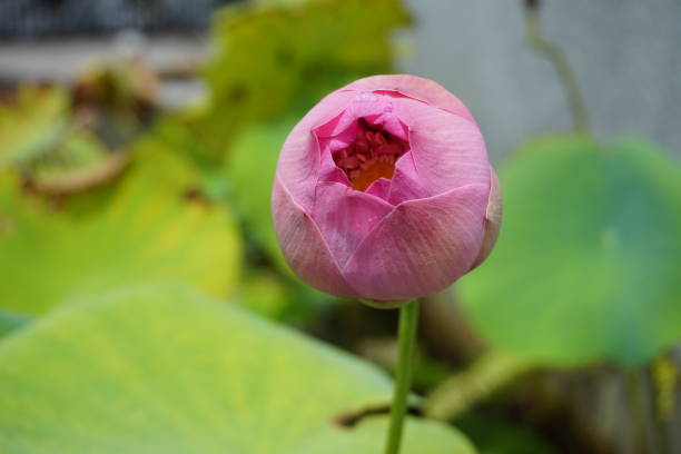 istock a lotus flower that is about to bloom 1473429630