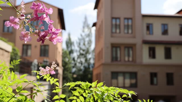 Focus view on flowers in blurred Tuscan architecture background