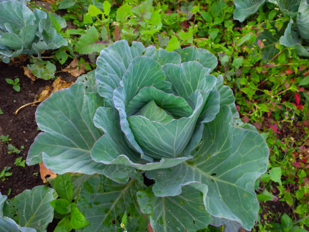 istock lush fresh green cabbage, organic cabbage fresh vegetable plantation 1473430293