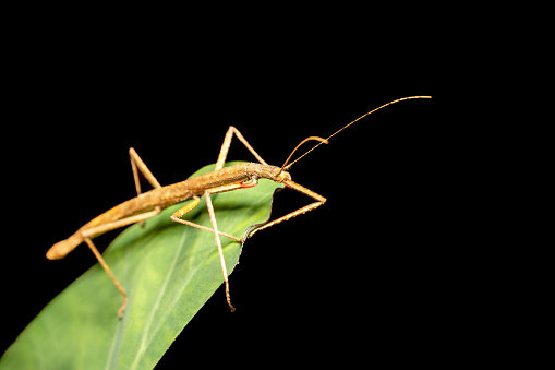 Pink winged stick insect or Madagascan stick insect (Sipyloidea sipylus), species of phasmid insect of the genus Sipyloidea. Analamazaotra National Park. Madagascar wildlife animal