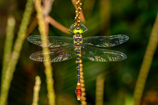 Phyllomacromia trifasciata, large genus of dragonfly in the family Macromiidae. Ranomafana national park, Madagascar wildlife animal