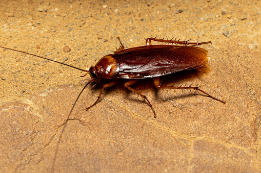 Brown cockroach (Periplaneta brunnea), insect species of cockroach in the family Blattidae, Isalo National Park, Madagascar wildlife animal