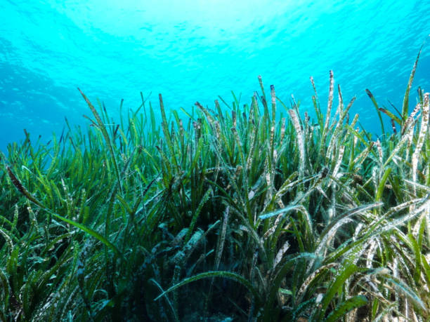 istock Posidonia Oceania from Cyprus 1473431697