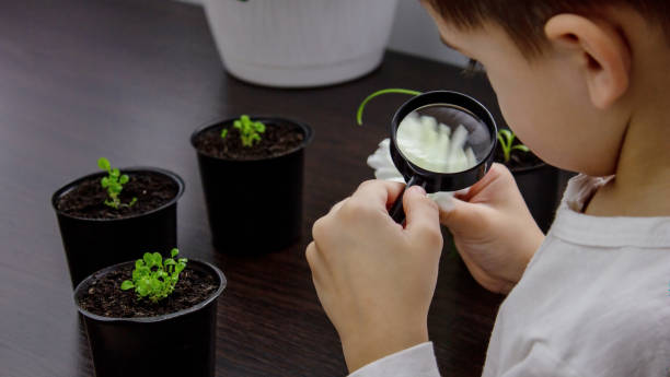 istock the boy looks into a magnifying glass at a flower. 1473432473