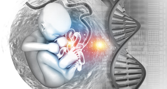 Human fetus with dna strand. 3d illustration