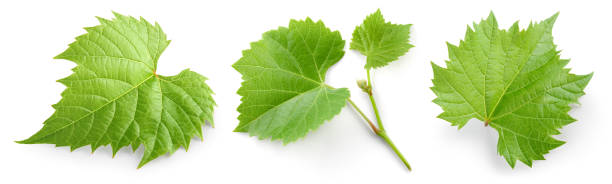 istock Grape leaf isolated. Young grape leaves with branch and tendrils on white background. Grape leaf collection on white. Full depth of field. 1473434904