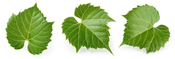 Photo of Grape leaf isolated. Young grape leaves on white background. Grape leaf collection on white. Full depth of field.