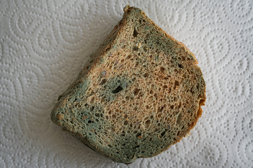 Blue mould covers slice of very stale bread