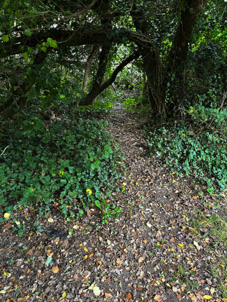 narrow path through woodland - 5515 imagens e fotografias de stock