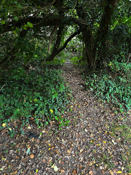 узкая тропинка через лес - 5515 стоковые фото и изображения