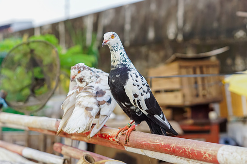 a pair of pigeons on a bamboo fence