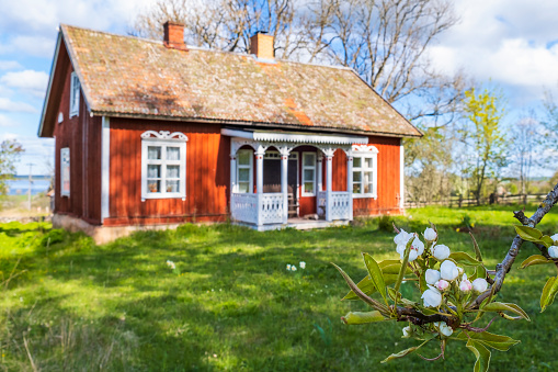 Hornborga, Sweden-May, 2020: Idyllic red cottage and a blossom fruit tree branch at spring