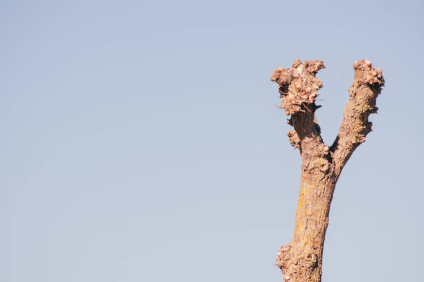 Minimalistic view of an old withered fork of a willow tree against a cloudless blue sky