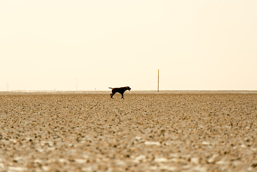 Lonely dog at low tide on the horizon in the Wadden Sea