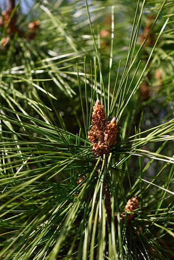 Extreme close-up of Pine tree in springtime with shallow depth of field.