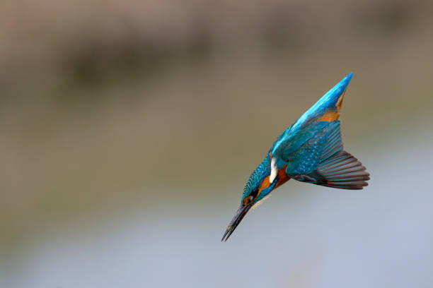 istock Kingfisher diving into water 1473437941