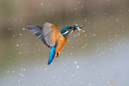 kingfisher flying with two fish