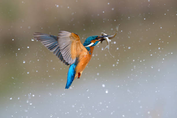 kingfisher flying with two fish - flying animal bird multi colored imagens e fotografias de stock