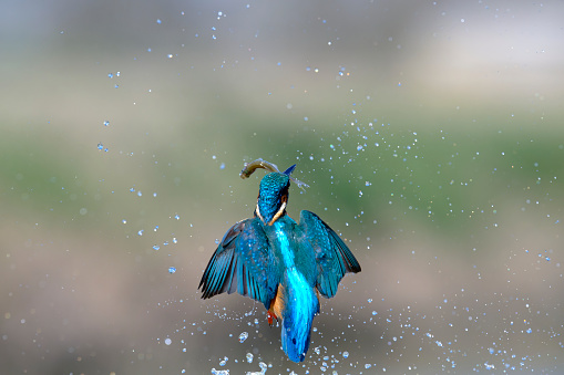 Kingfisher fishing