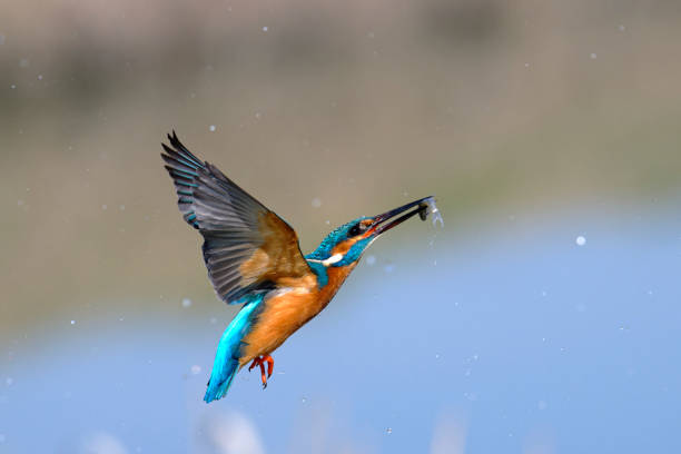 istock Kingfisher fishing 1473438636
