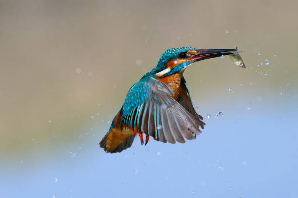 istock Kingfisher fishing 1473438649