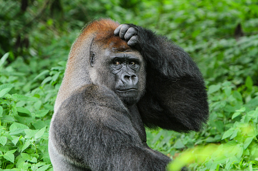 Portrait of a male western lowland gorilla (Gorilla gorilla gorilla).