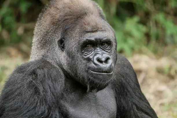 portrait of a happy gorilla face