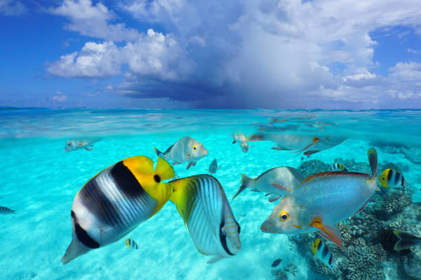 istock Tropical fish in the ocean and sky with cloud seascape from water surface 1473440105