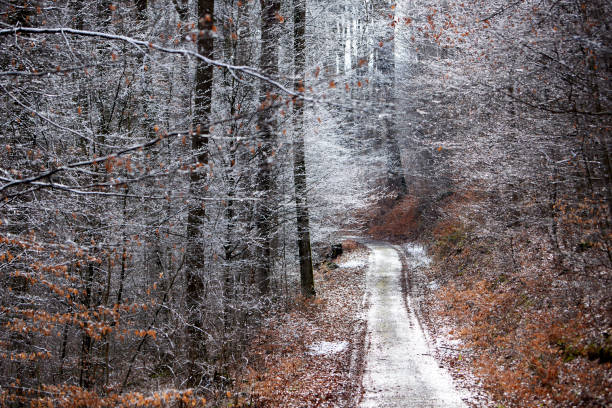 path in a forst in winter, snow on the way and trees