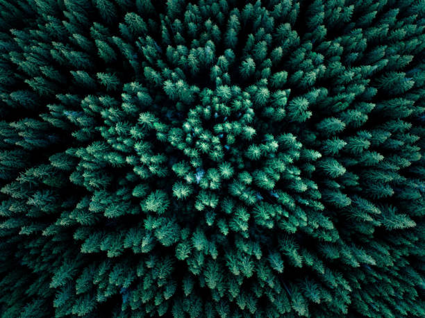 istock Green spruce forest, aerial shot 1473441650