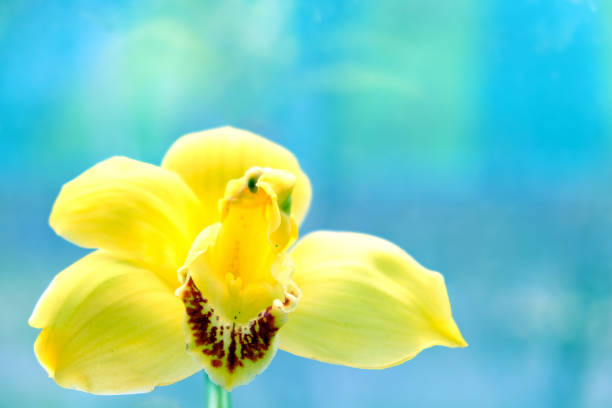 natural natural closeup orchid on blue background. Greeting card