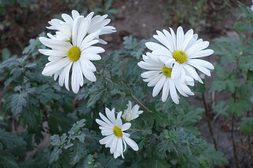 Five white daisy like flowers of Chrysanthemums in October