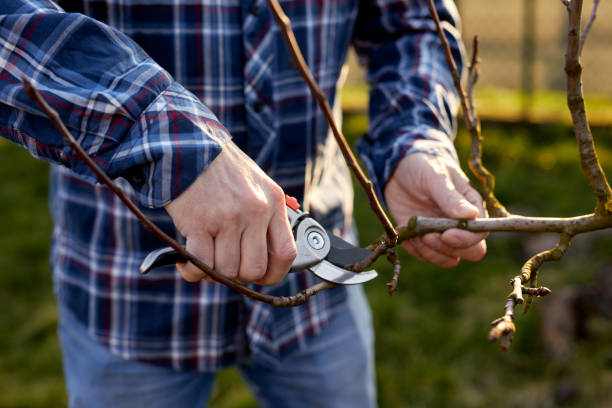 istock A man prunes a fruit tree outside in the garden 1473444743