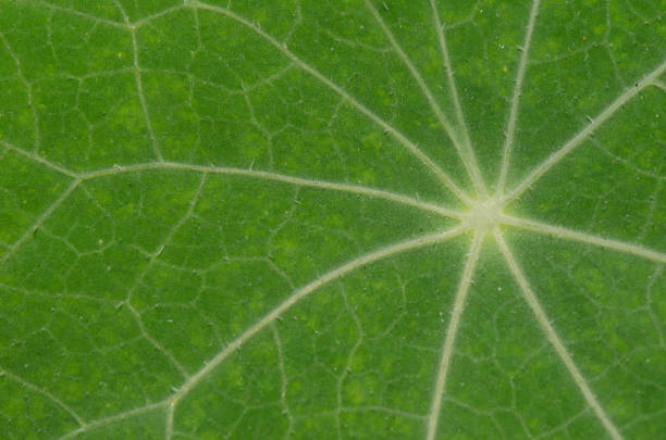 Green leaf with veins backlit by sun
