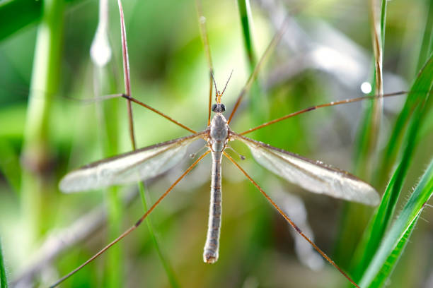 A species of crane fly perched among grasses