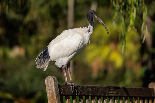 White Ibis resting on a park bench in the morning sun.