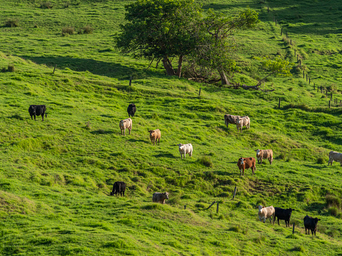 Cows grazing at agricultural field