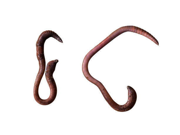 istock Earthworm full body isolated on white 1473450671