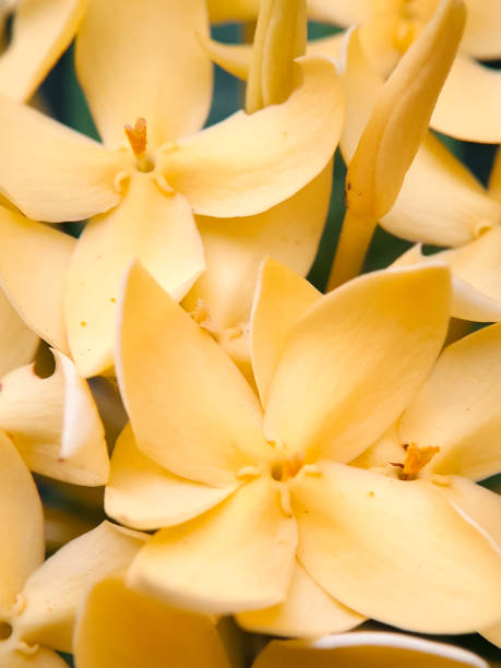 istock Selective focus of yellow asoka flowers that have already bloomed. 1473451014