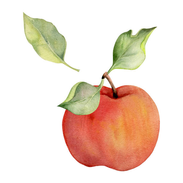 istock Hand drawn watercolor composition with ripe apple fruit, full and slices, with leaves, red and green. Isolated object on white background. Design for wall art, wedding, print, fabric, cover, card. 1473451267