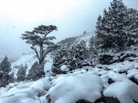 Cedar trees of Taurus mountains, winter landscapes in regions where snowfall is effective