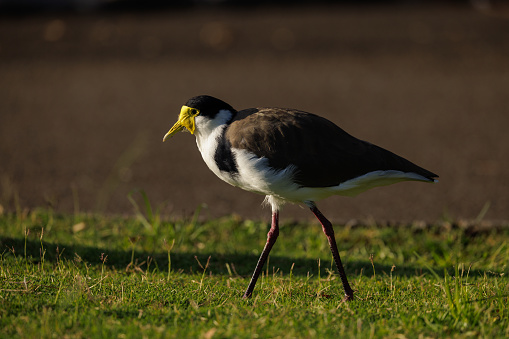 A Masked Lapwing walking on grass in the morning sun.