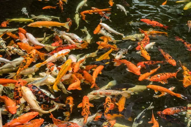 Photo of Lot of colorful asian carps swimming in the water.